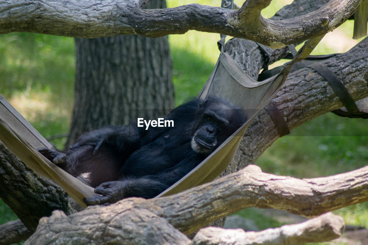 CLOSE-UP OF MONKEYS ON TREE