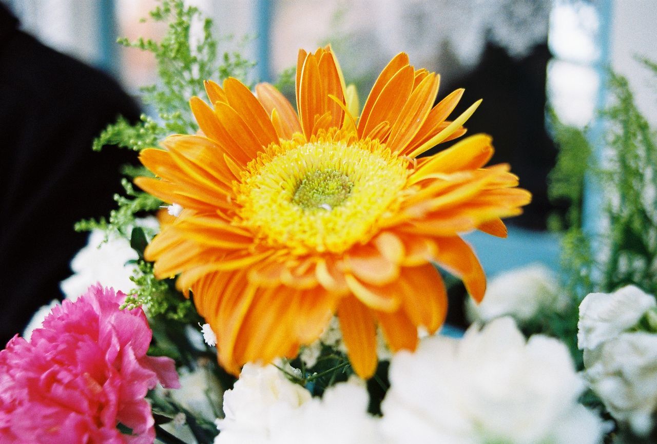 Close-up of gerbera daisy blooming outdoors