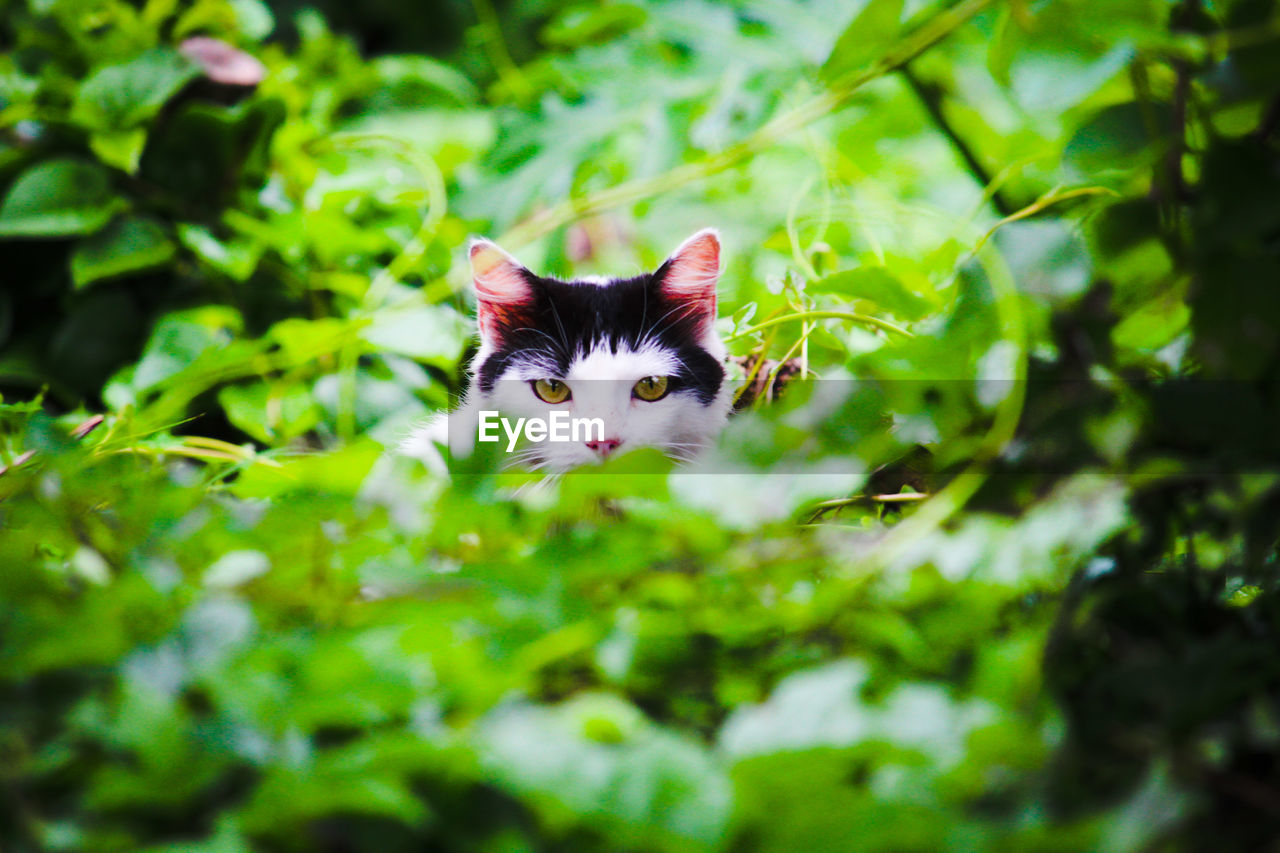 PORTRAIT OF CAT WITH GREEN LEAVES