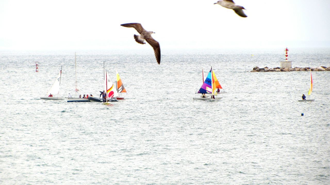 Birds flying over boats in sea against clear sky