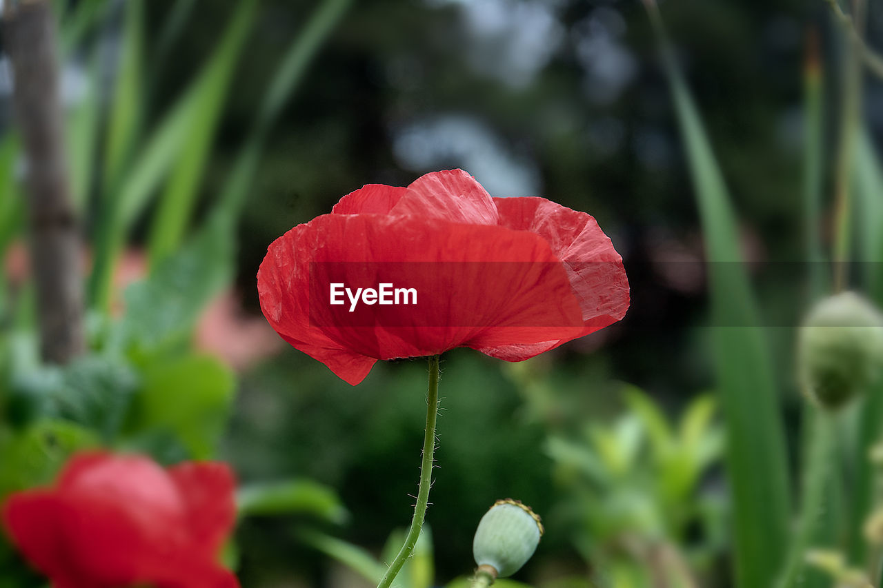 CLOSE-UP OF RED POPPY ON PLANT