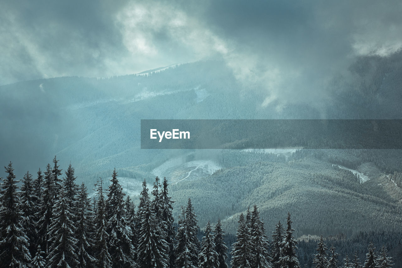 Snowy fir forest on mountain landscape photo