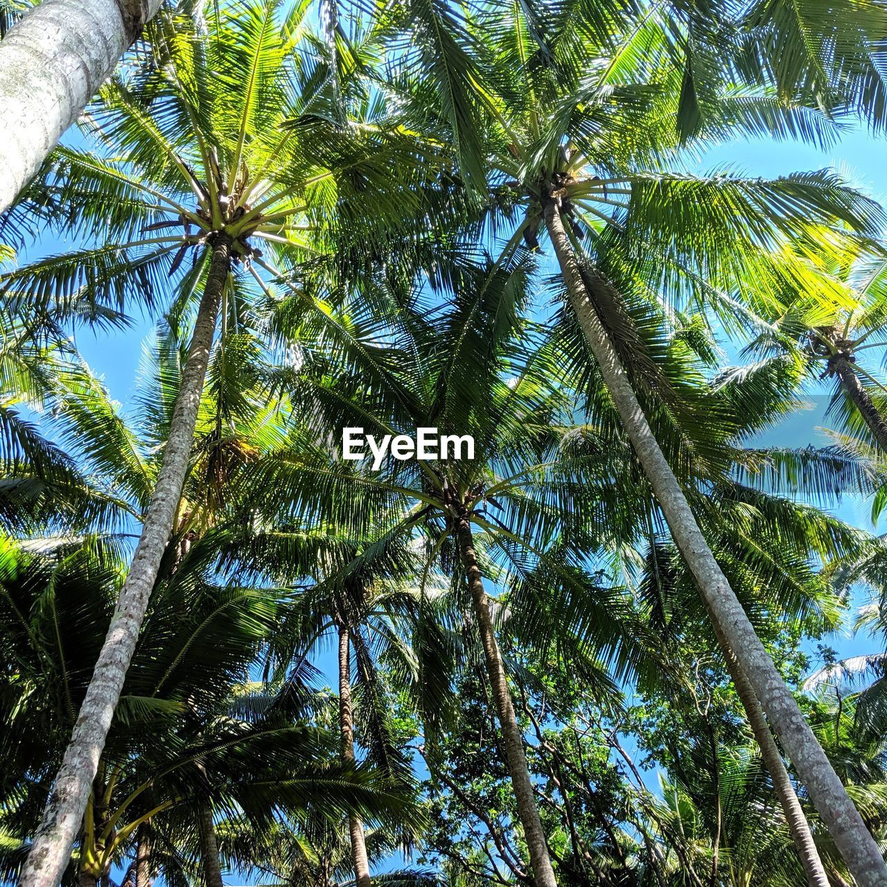 LOW ANGLE VIEW OF PALM TREES