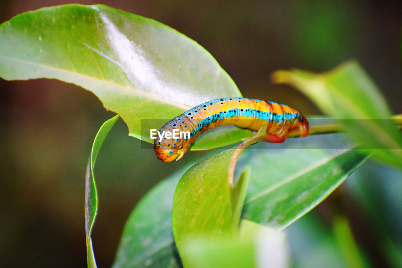 CLOSE-UP OF GRASSHOPPER ON LEAF