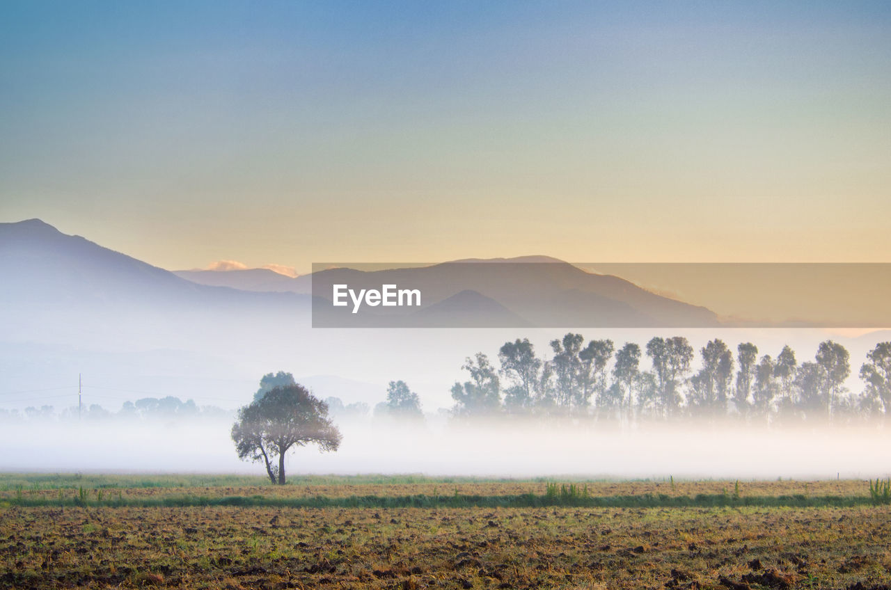 Trees on field against sky during foggy weather