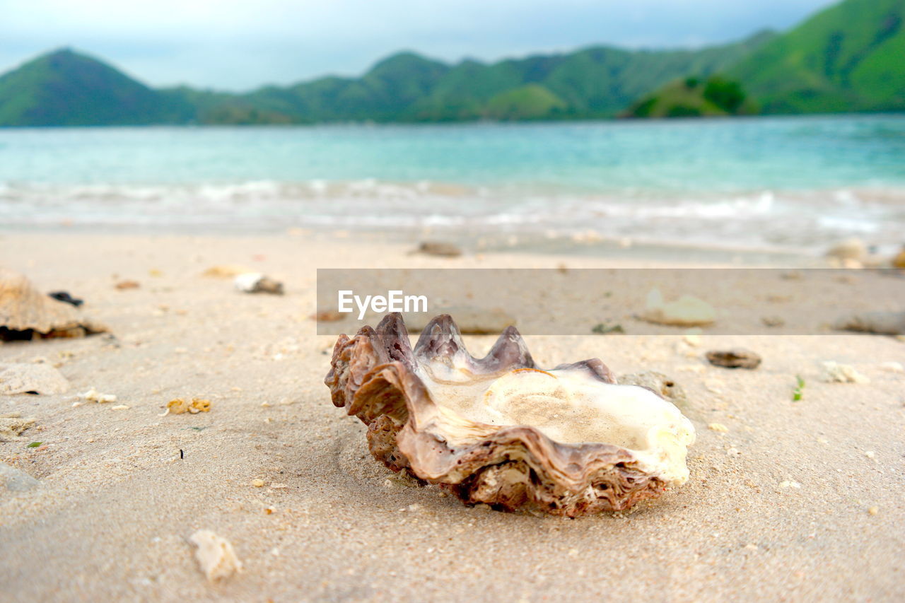 Close-up of sea shell on beach