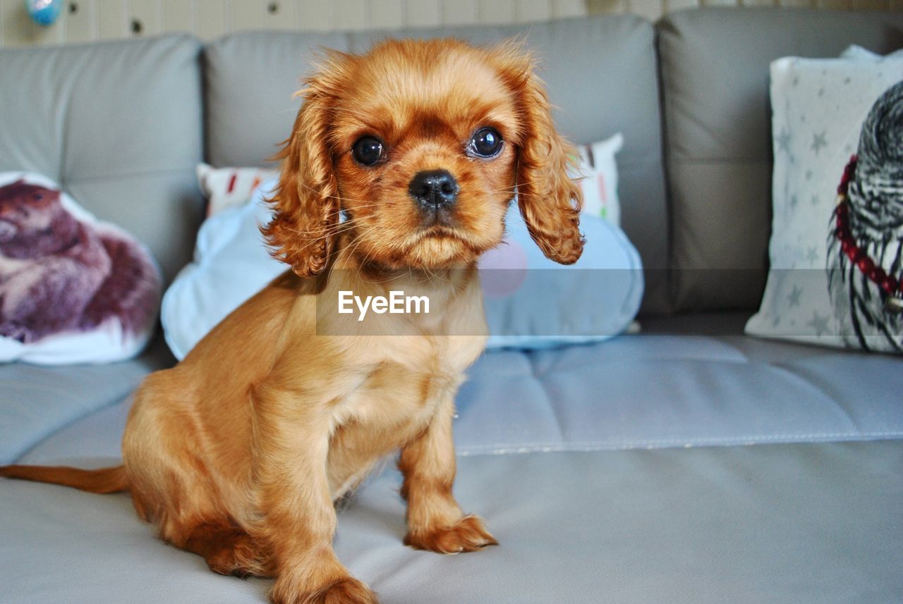 Portrait of dog sitting on sofa at home