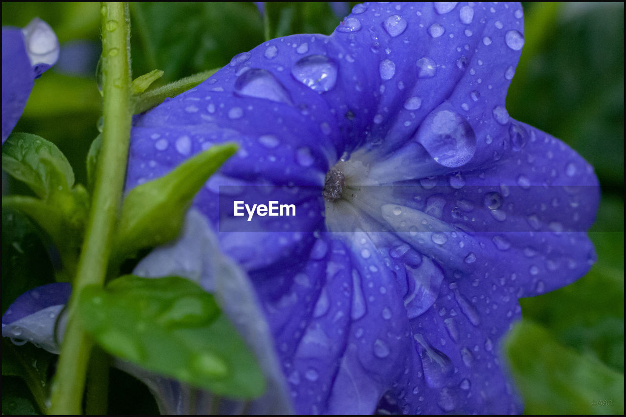 CLOSE-UP OF WET PURPLE FLOWER