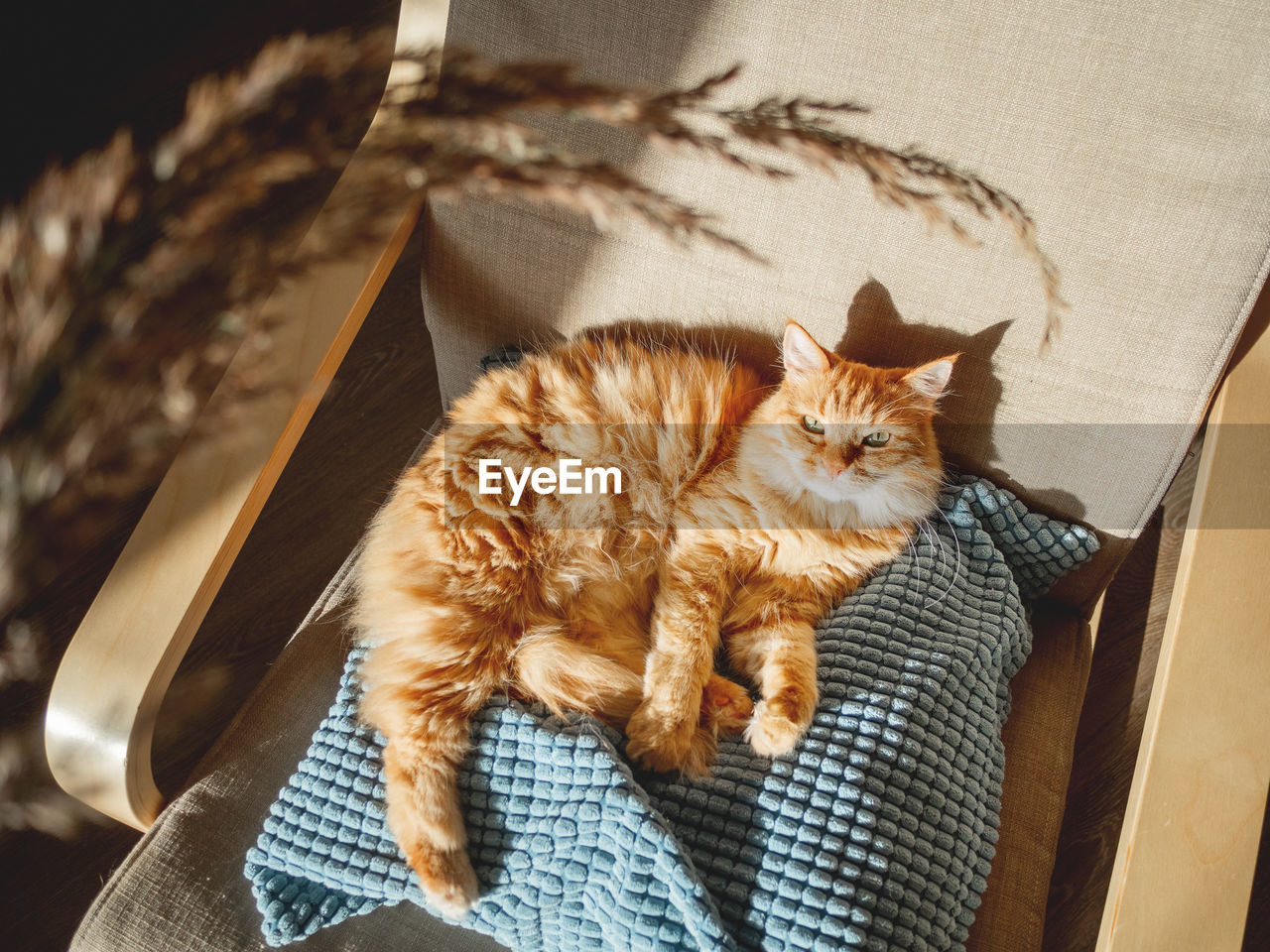 Top view on cute ginger cat lying on pillow. fluffy pet is staring on dried grass used as toy.