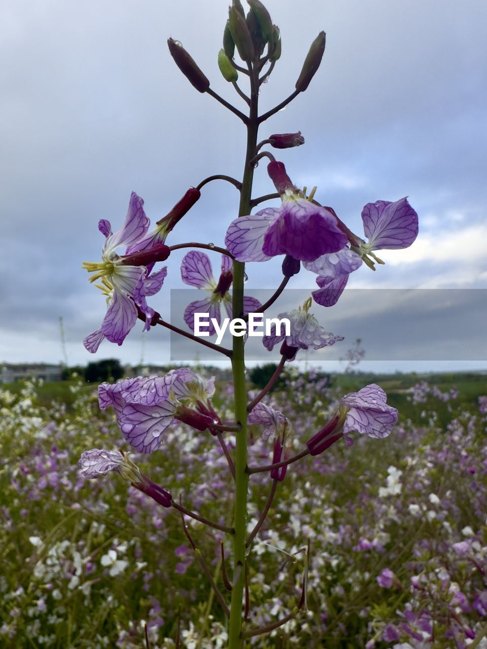 plant, flower, flowering plant, beauty in nature, blossom, freshness, nature, fragility, growth, sky, wildflower, cloud, purple, pink, springtime, no people, close-up, petal, flower head, lilac, inflorescence, tree, outdoors, botany, environment, day, focus on foreground, landscape, tranquility, land