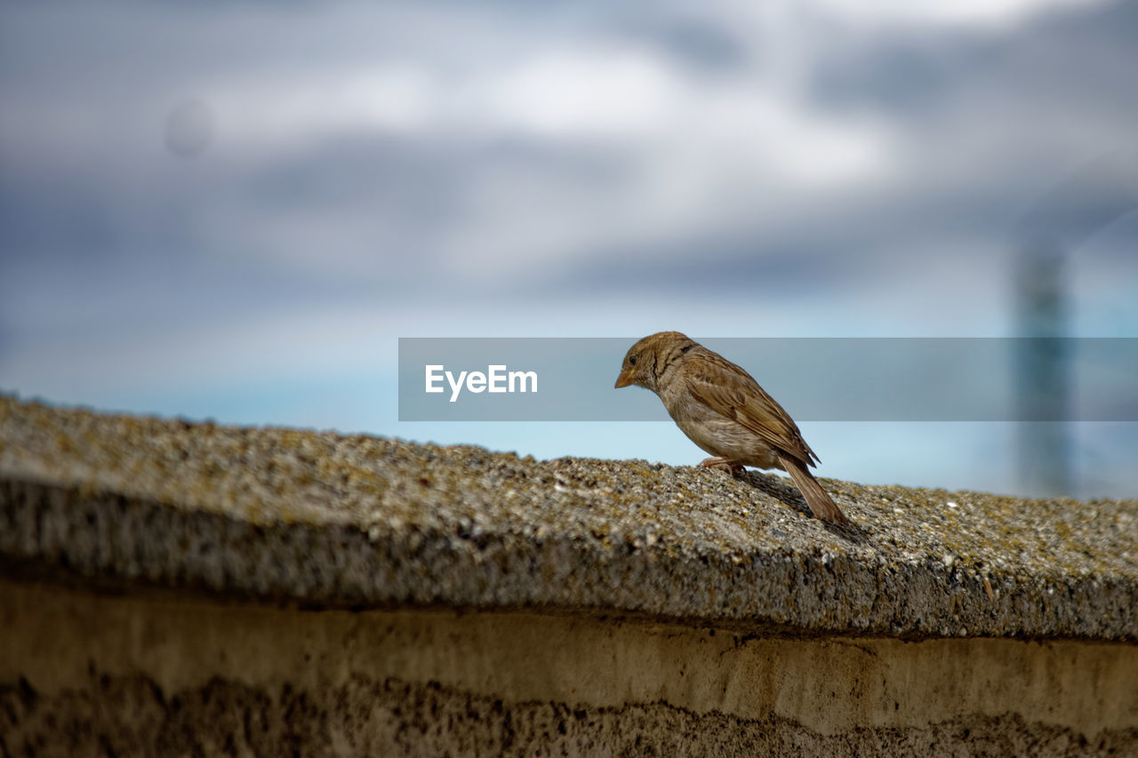 Bird perching on wall