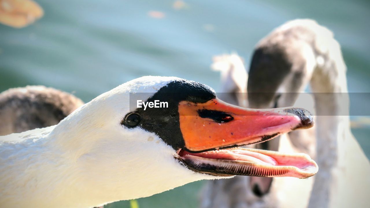 Close-up of swan swimming on lake