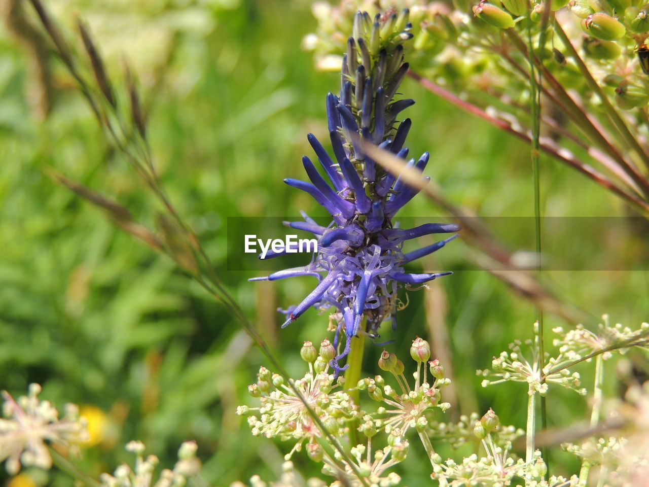 CLOSE-UP OF PURPLE FLOWER