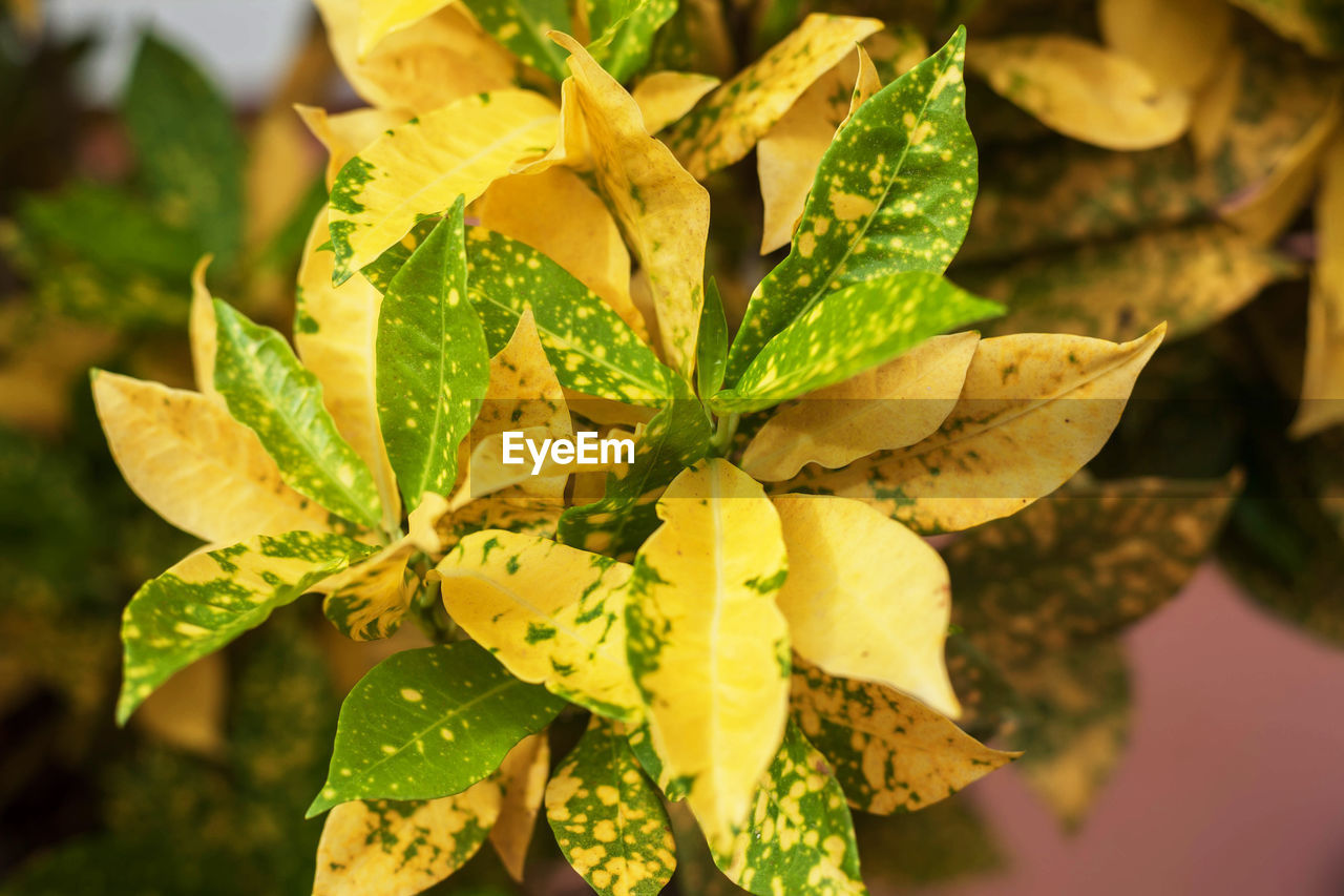 Close-up of yellow flowering plant leaves