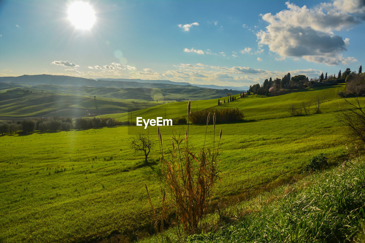 Scenic view of field against sky