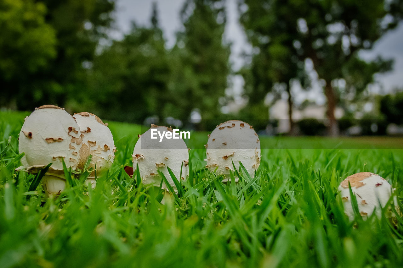 Close-up of mushroom growing on field