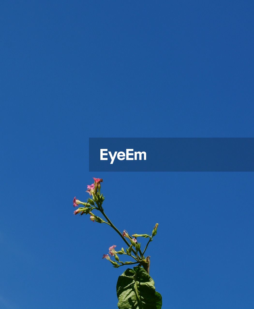 LOW ANGLE VIEW OF BLUE FLOWERS AGAINST CLEAR SKY