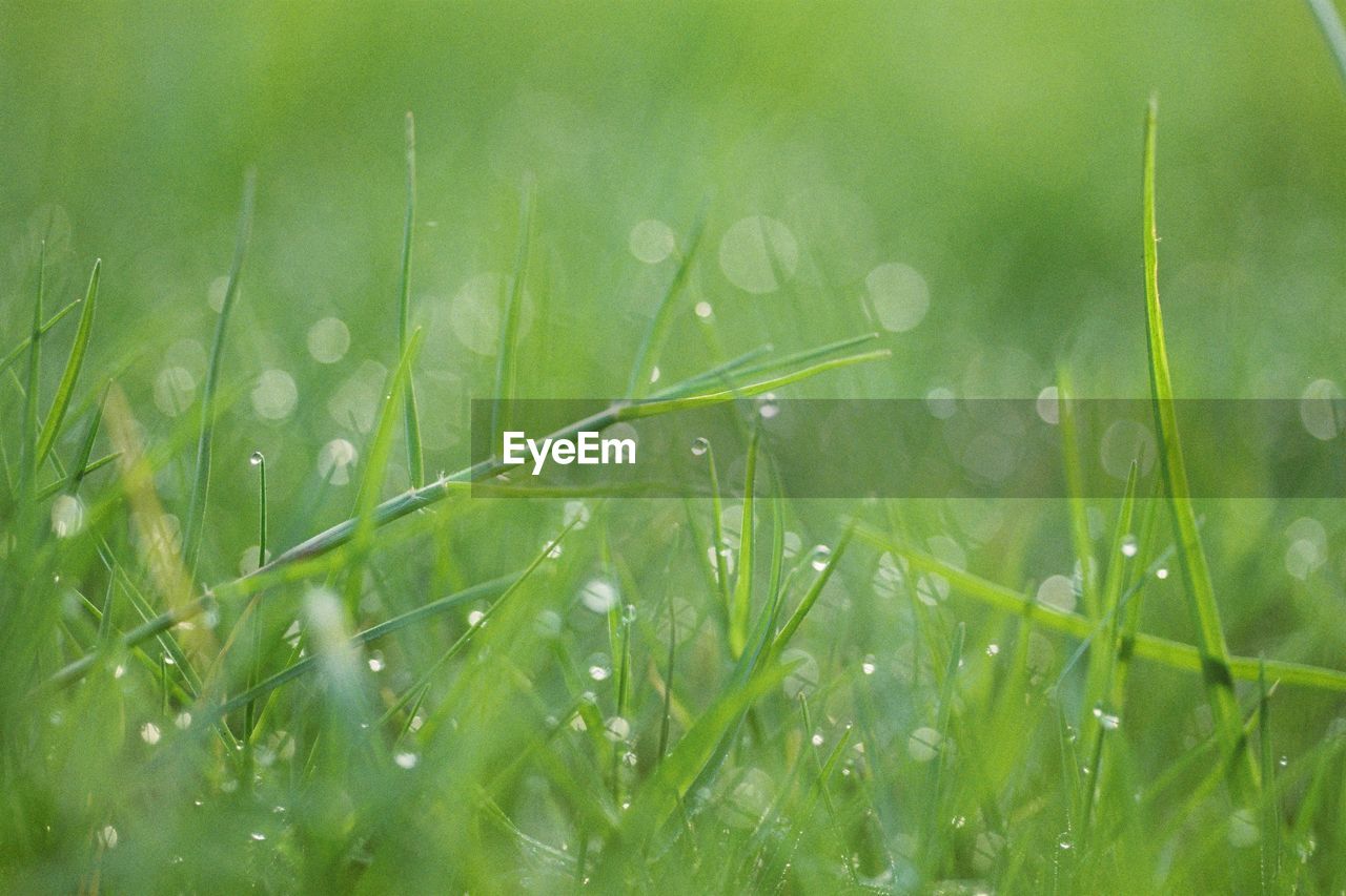 Close-up of water drops on grass