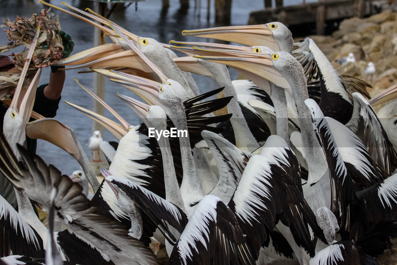 Australian pelicans waiting for food, kangaroo island