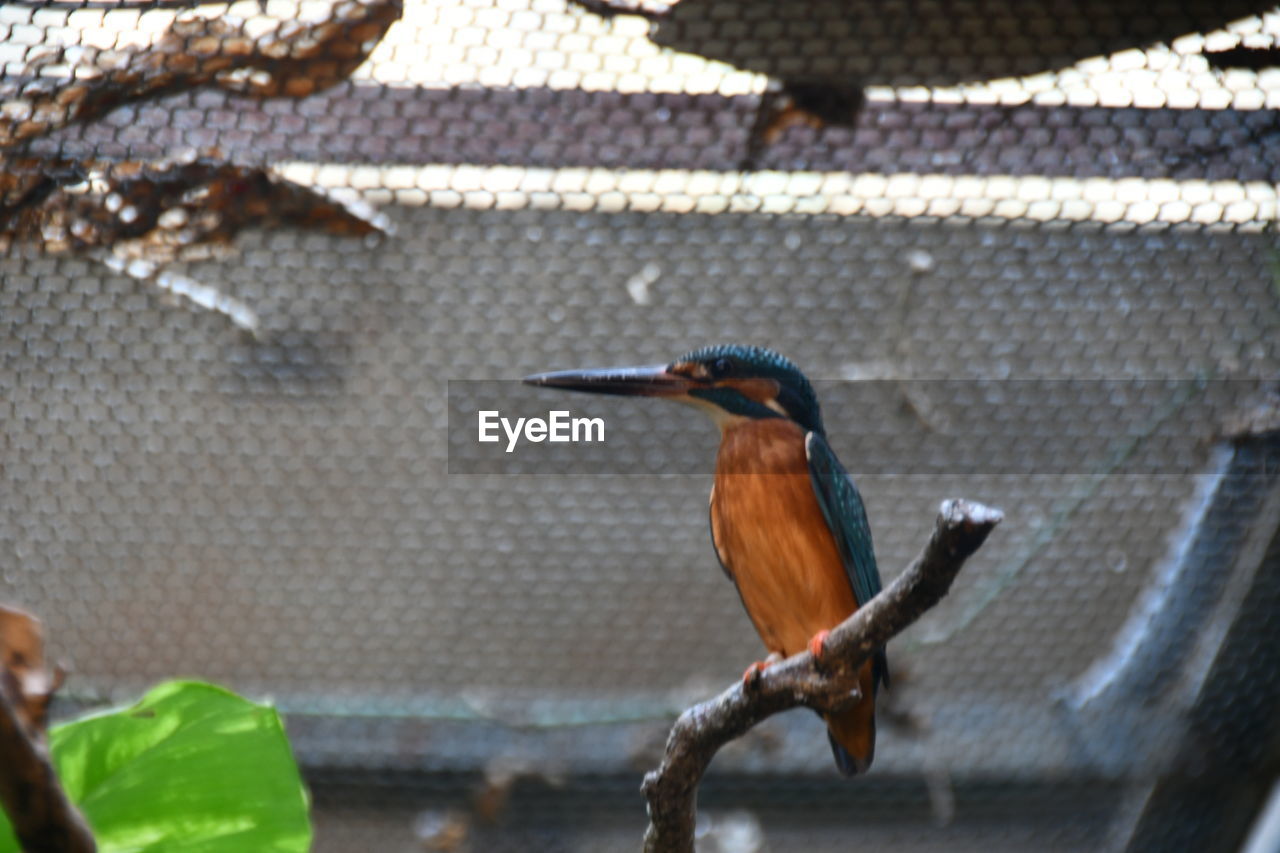 CLOSE-UP OF A BIRD PERCHING ON A LEAF