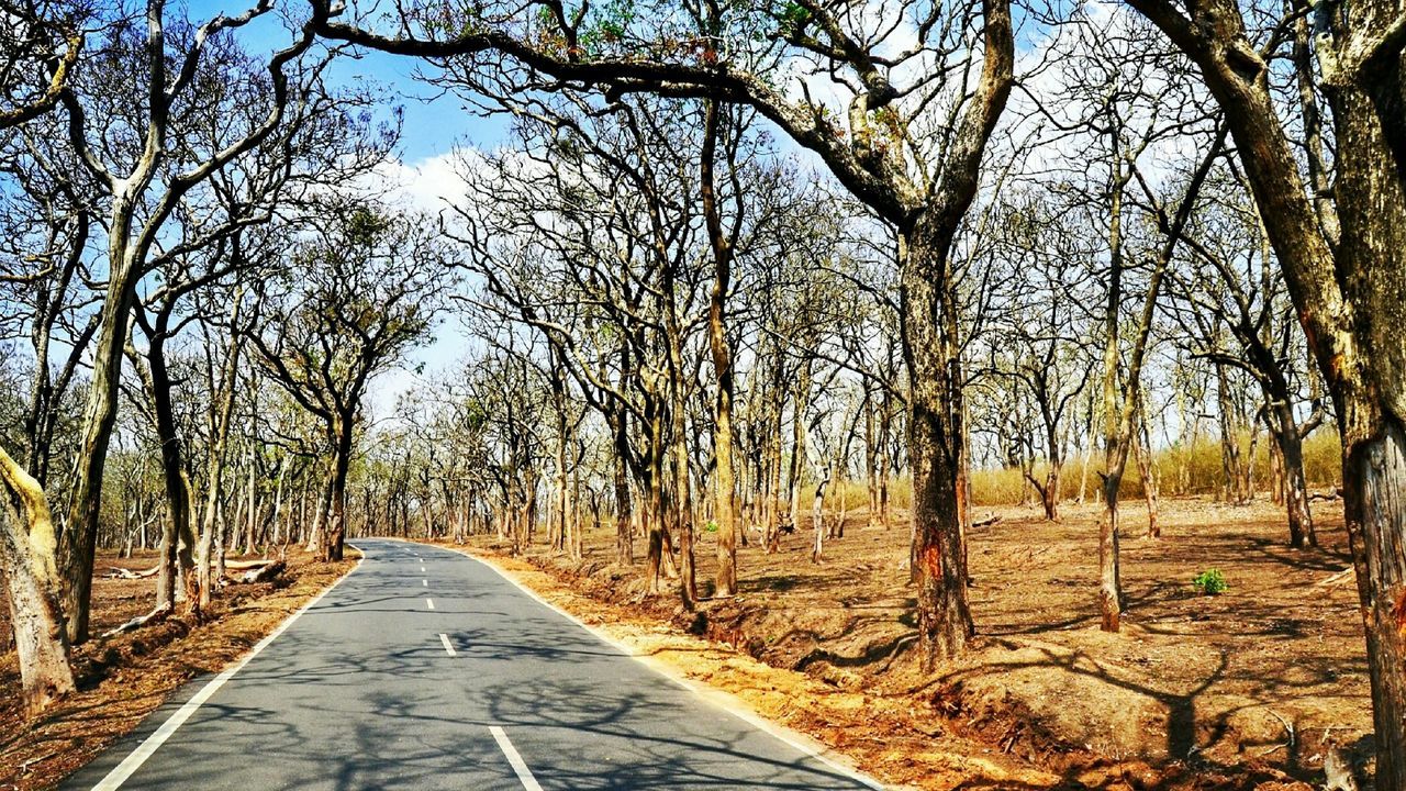 ROAD AMIDST BARE TREES