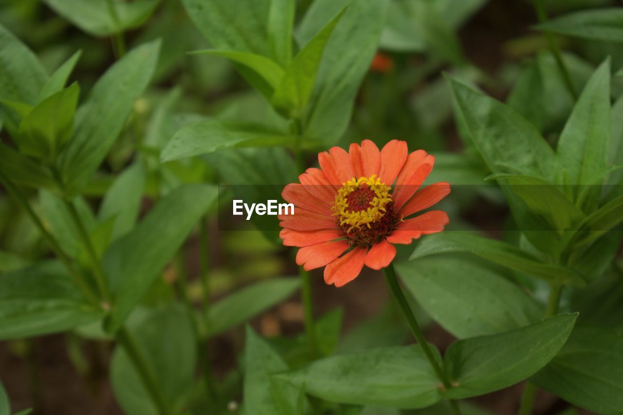 Close-up of orange flower blooming outdoors