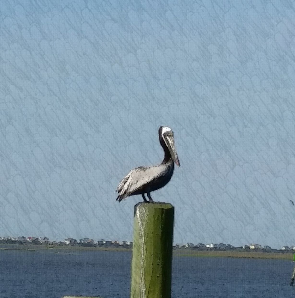 SEAGULL PERCHING ON WOODEN POST