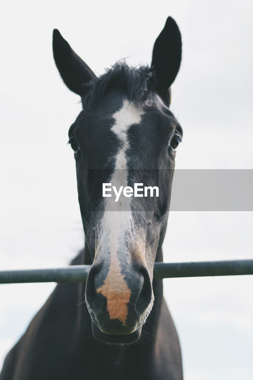 CLOSE-UP PORTRAIT OF HORSE