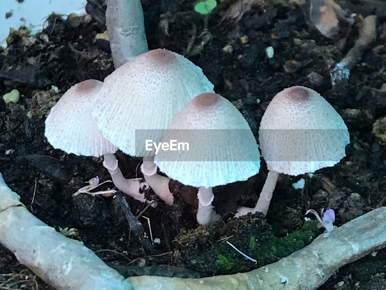 HIGH ANGLE VIEW OF MUSHROOMS ON FIELD