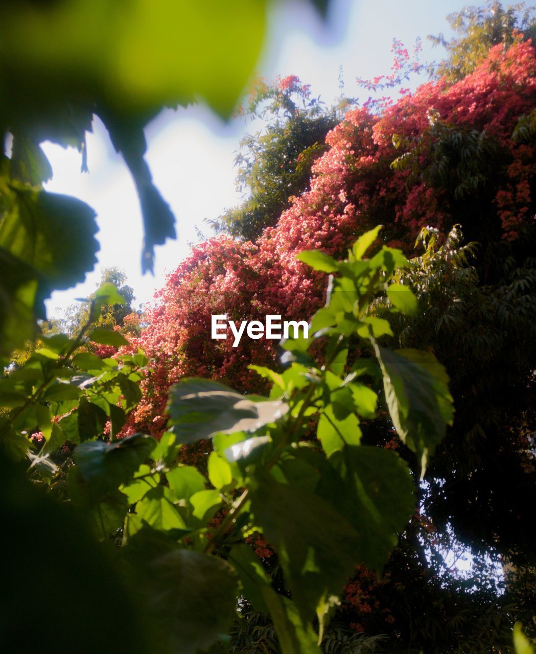 LOW ANGLE VIEW OF PINK FLOWER TREE