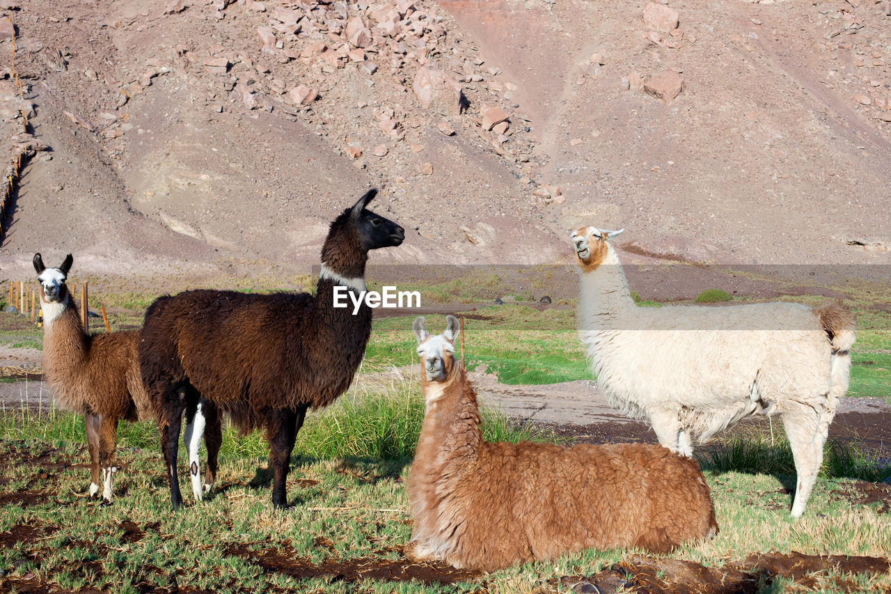 Alpacas at the taira community in the atacama desert, chile