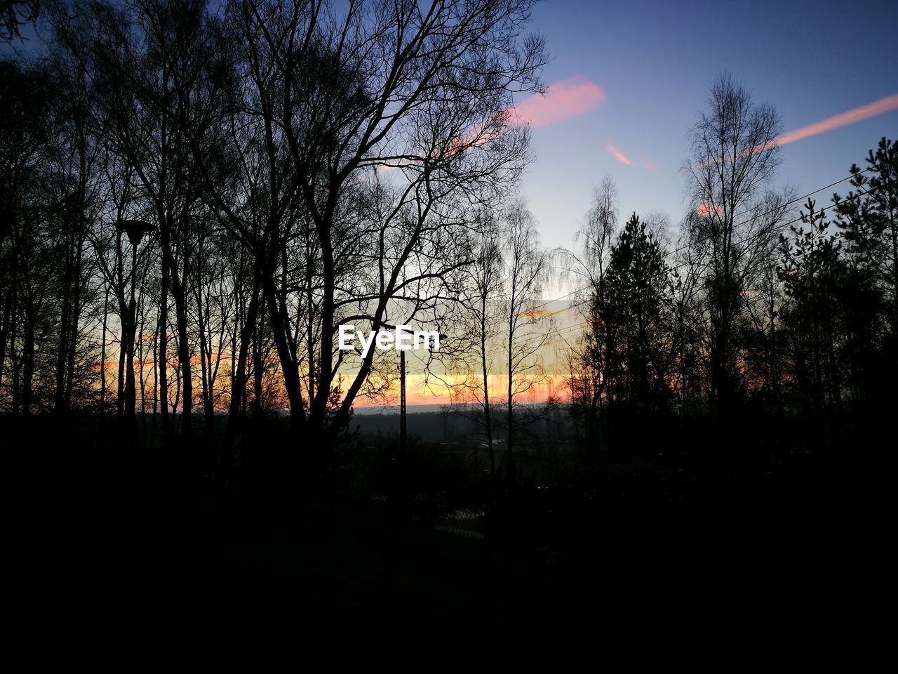 SILHOUETTE BARE TREES IN FOREST AGAINST SKY