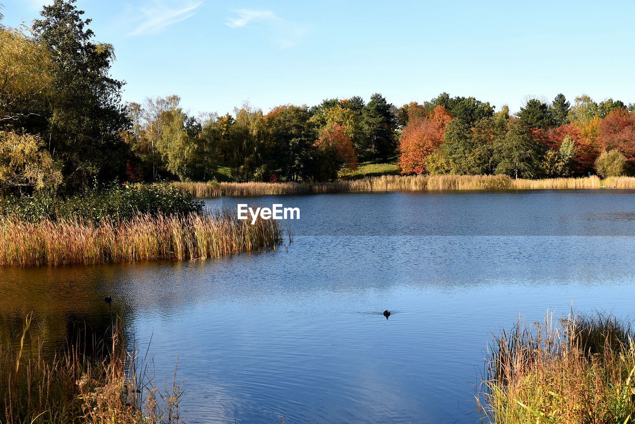 VIEW OF BIRDS IN LAKE