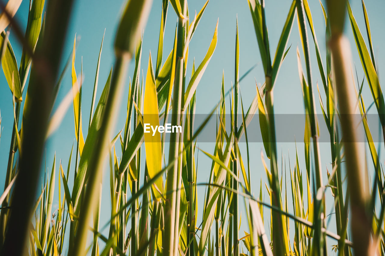 Young reeds sprouts on a warm sunny day against a blue clear sky. natural green meadow background.
