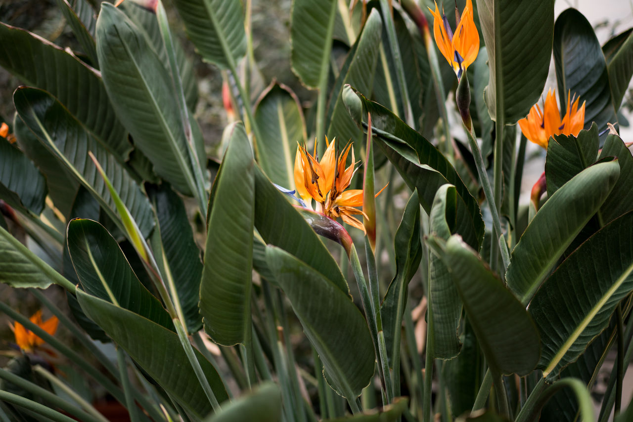 Close-up of orange flowering plants