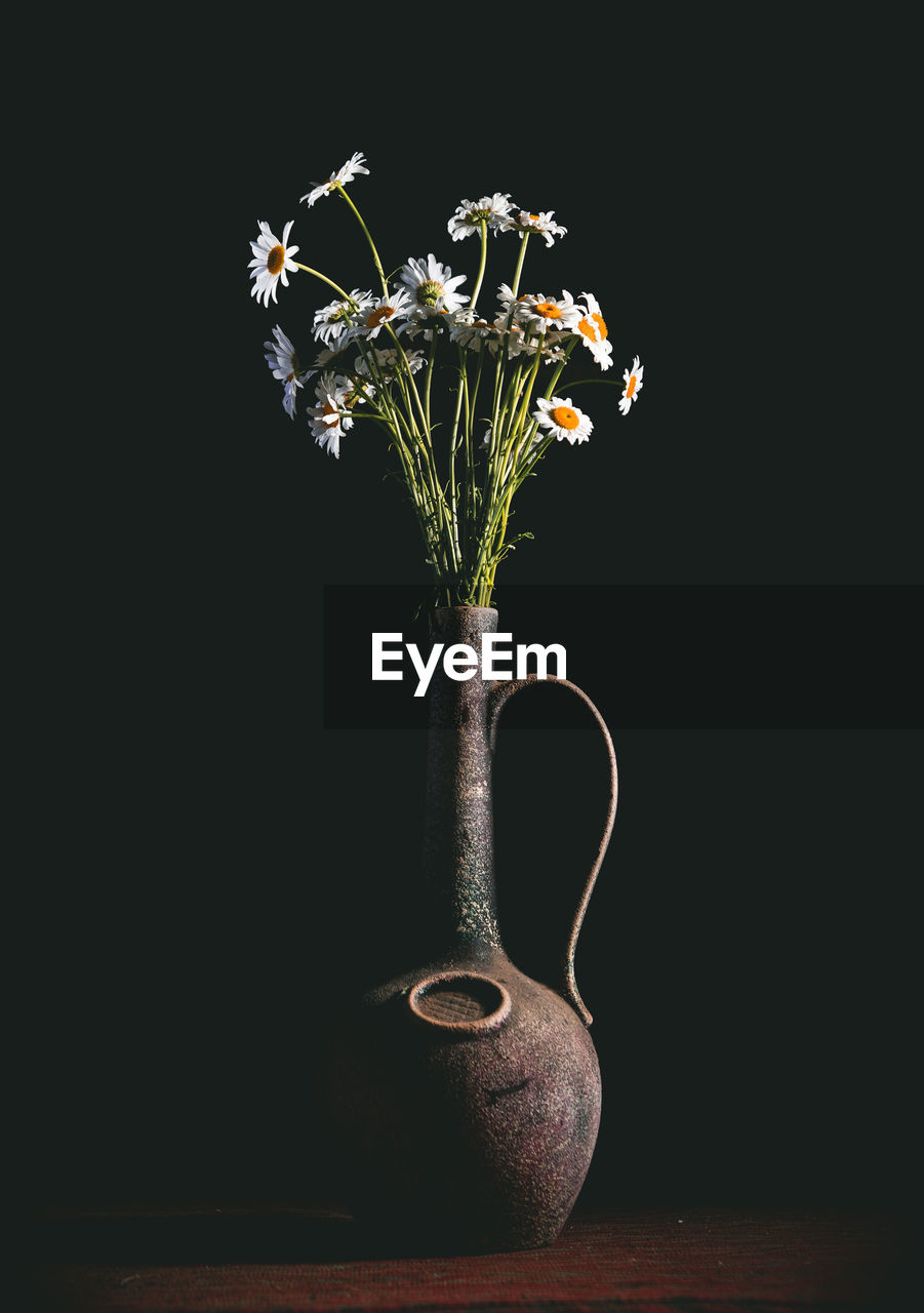 Plant in vase against black background