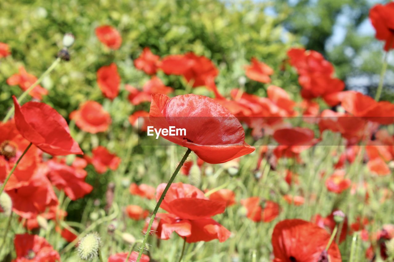 CLOSE-UP OF RED POPPY FLOWERS GROWING ON FIELD