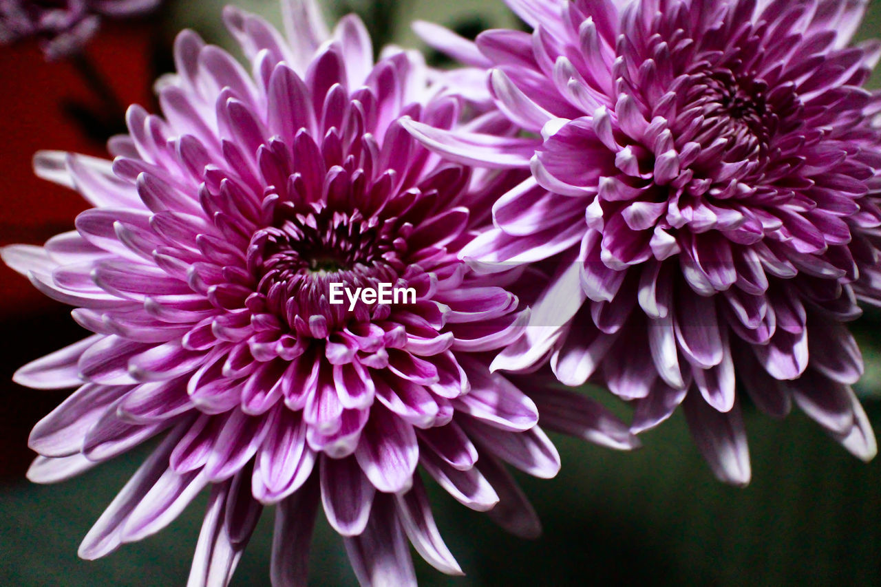 CLOSE-UP OF PURPLE DAHLIA BLOOMING