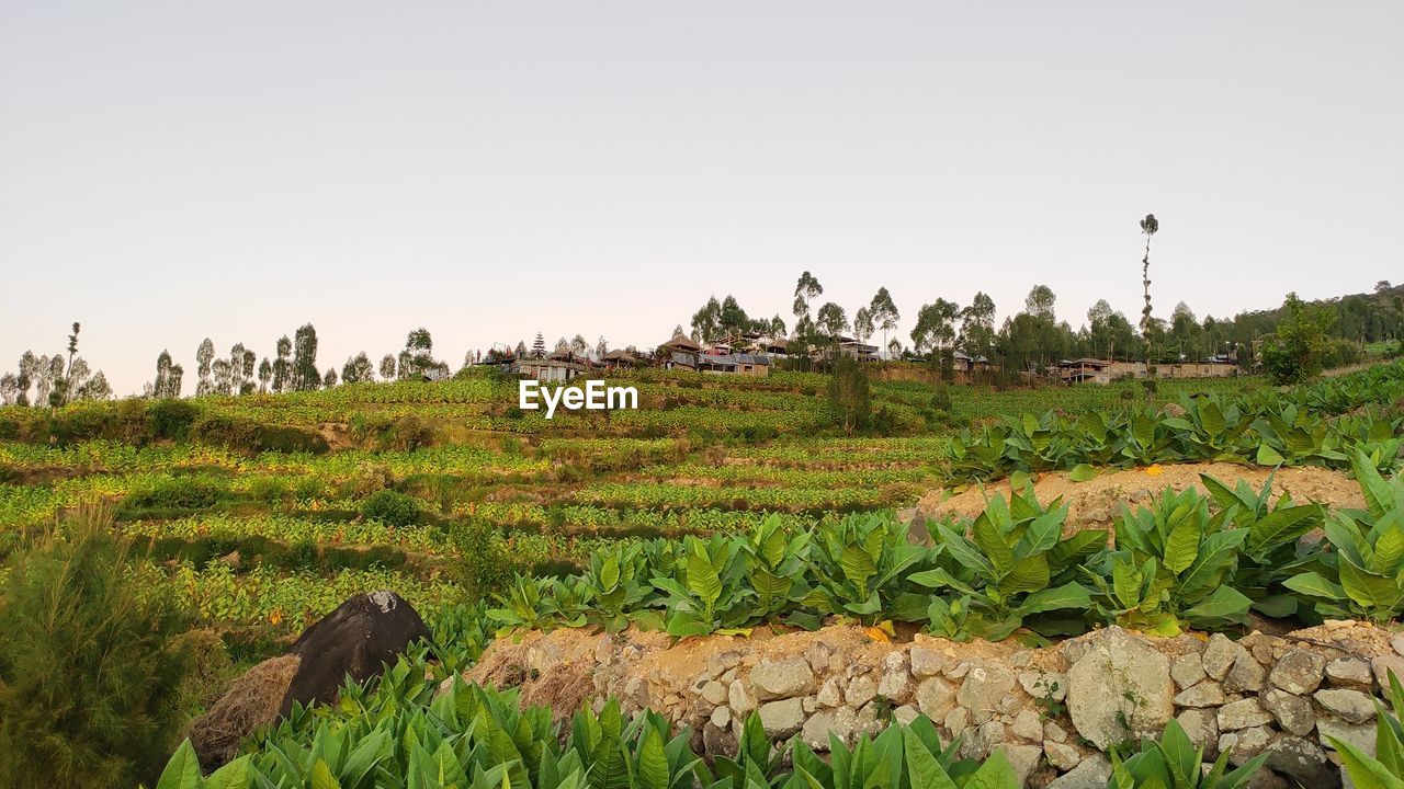 PLANTS GROWING ON FIELD AGAINST SKY