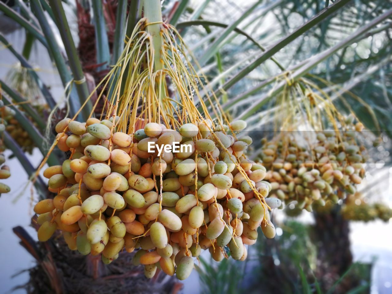 Low angle view of fruits hanging on tree