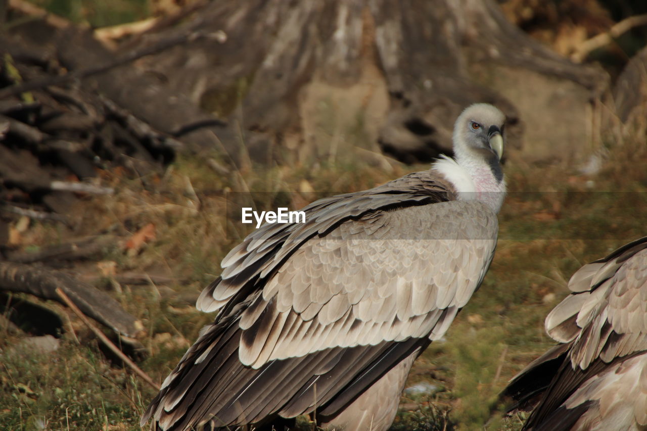 CLOSE-UP OF A BIRD