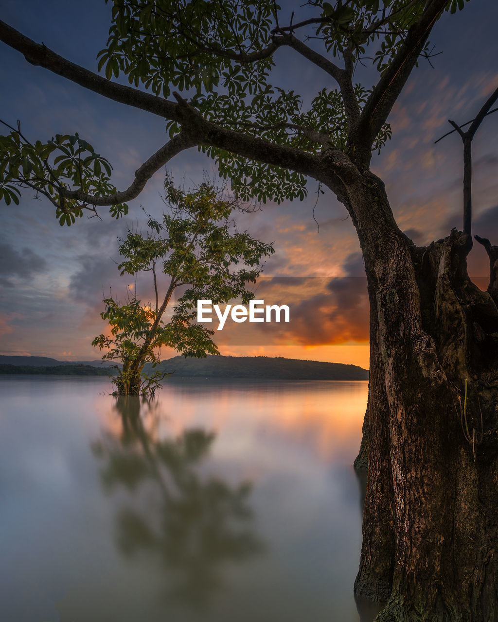 Scenic view of tree against sky during sunset