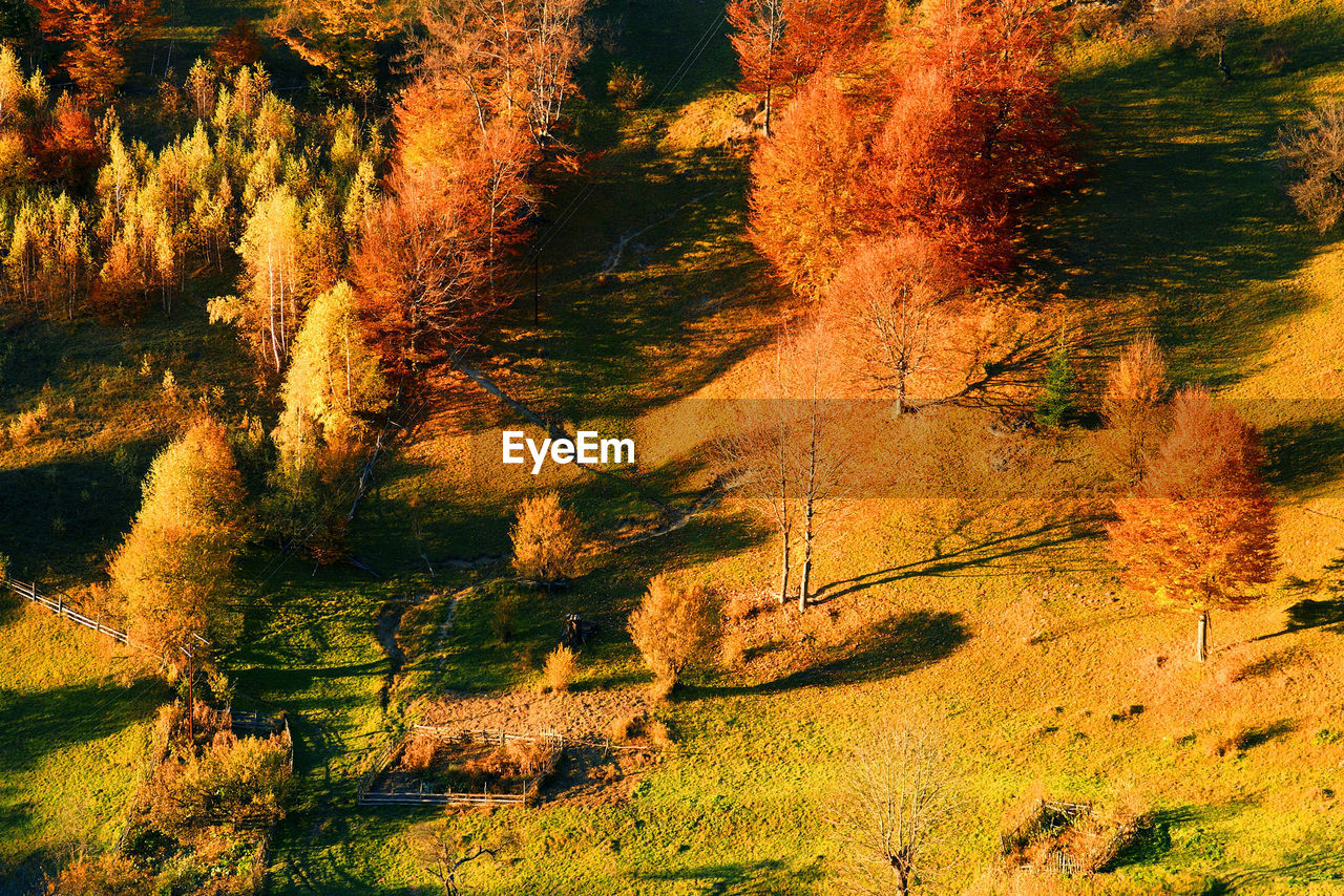 High angle view of trees growing on landscape during autumn