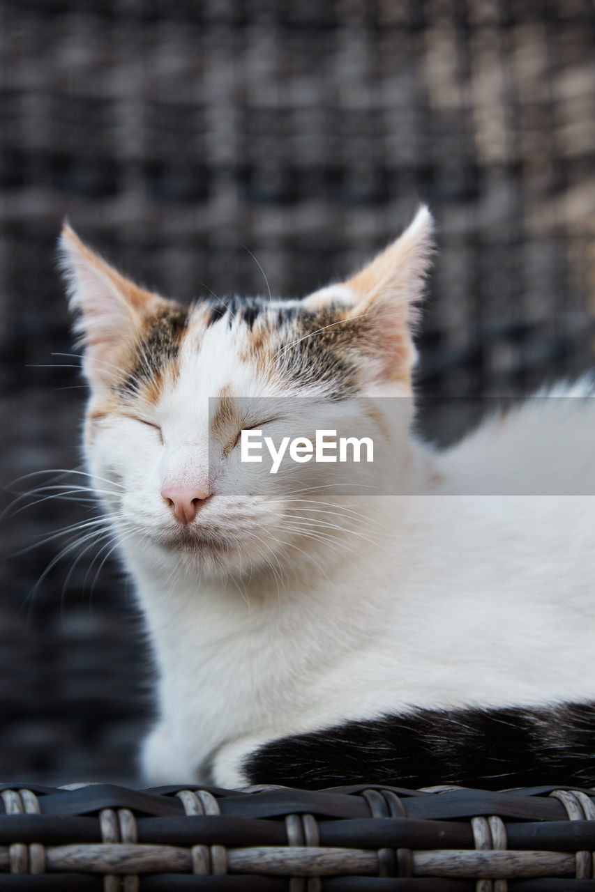 An adored tricolor kitten, the kitten sits on a canopy chair on the veranda and closed her eyes. 