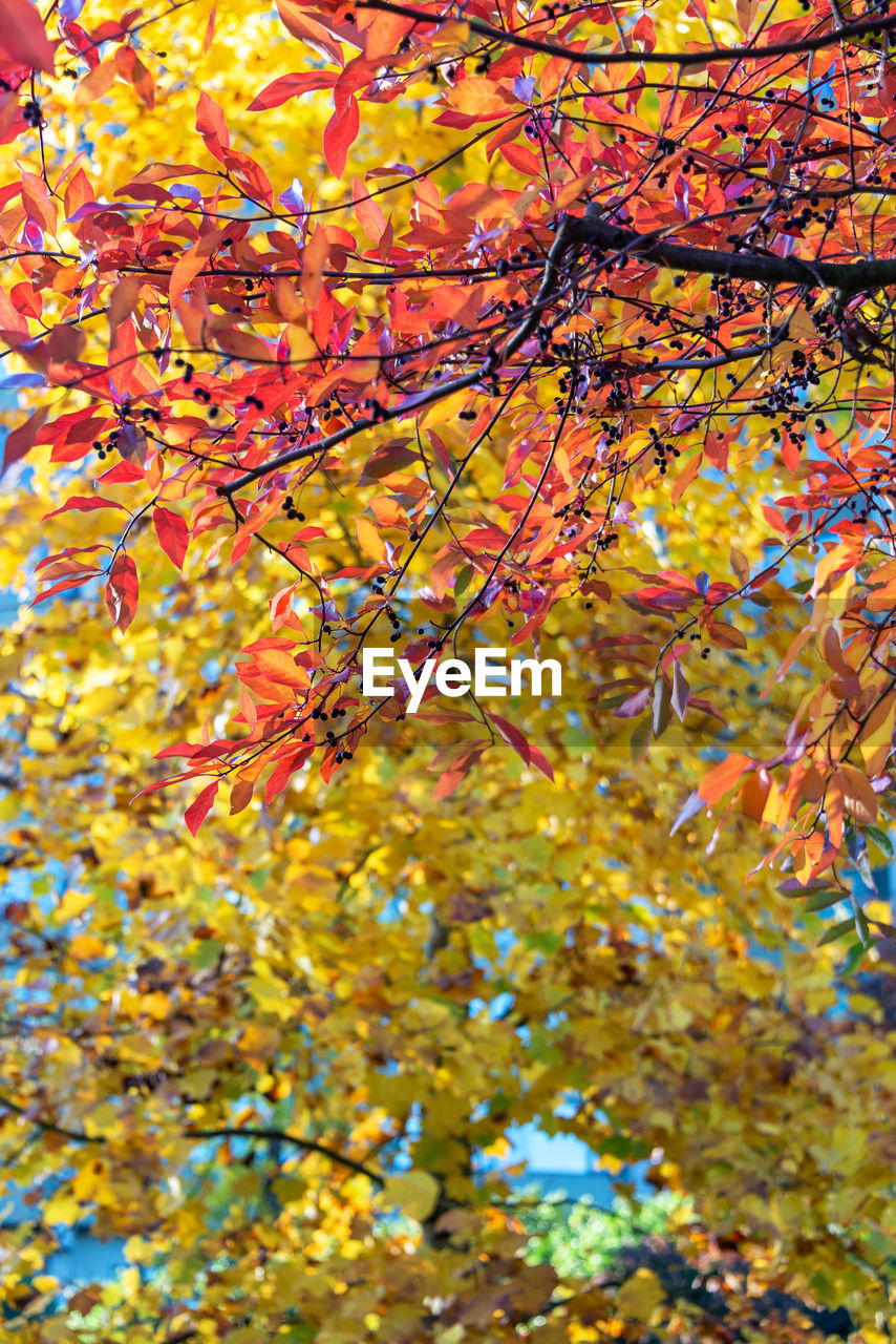 LOW ANGLE VIEW OF MAPLE TREE AGAINST ORANGE SKY