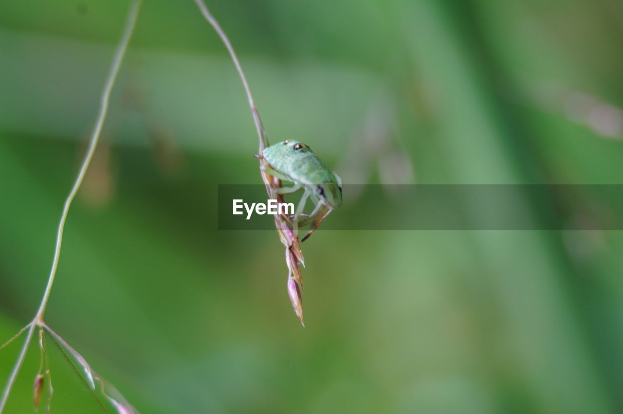 CLOSE-UP OF GRASSHOPPER ON PLANT