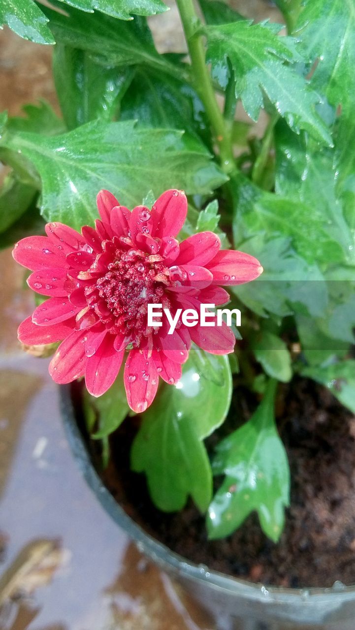 CLOSE-UP OF WATER DROPS ON PLANT