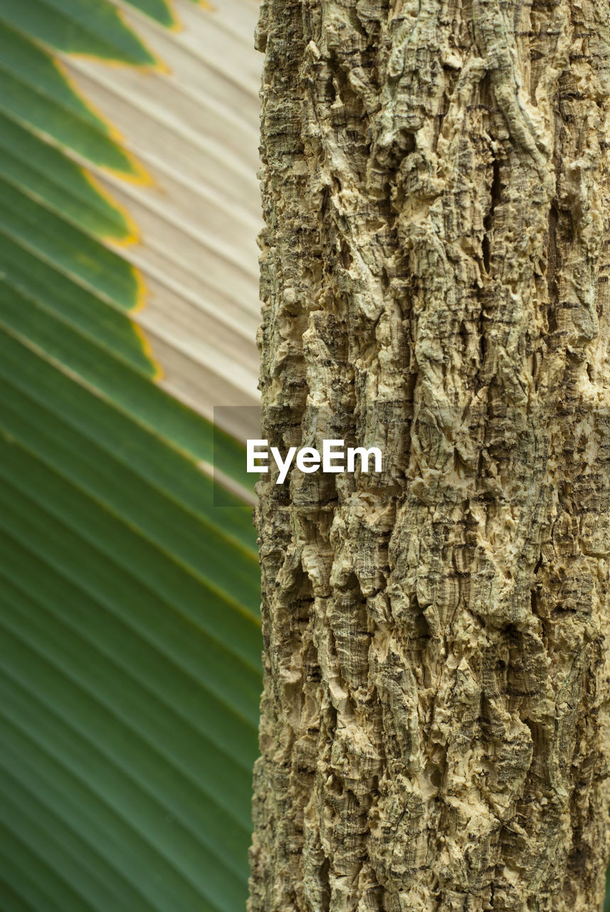 CLOSE-UP OF PALM TREE LEAVES