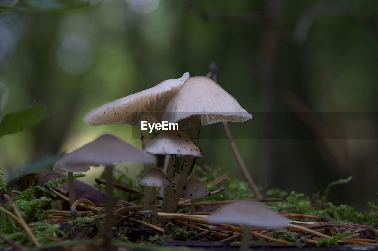 CLOSE-UP OF MUSHROOM GROWING IN FIELD