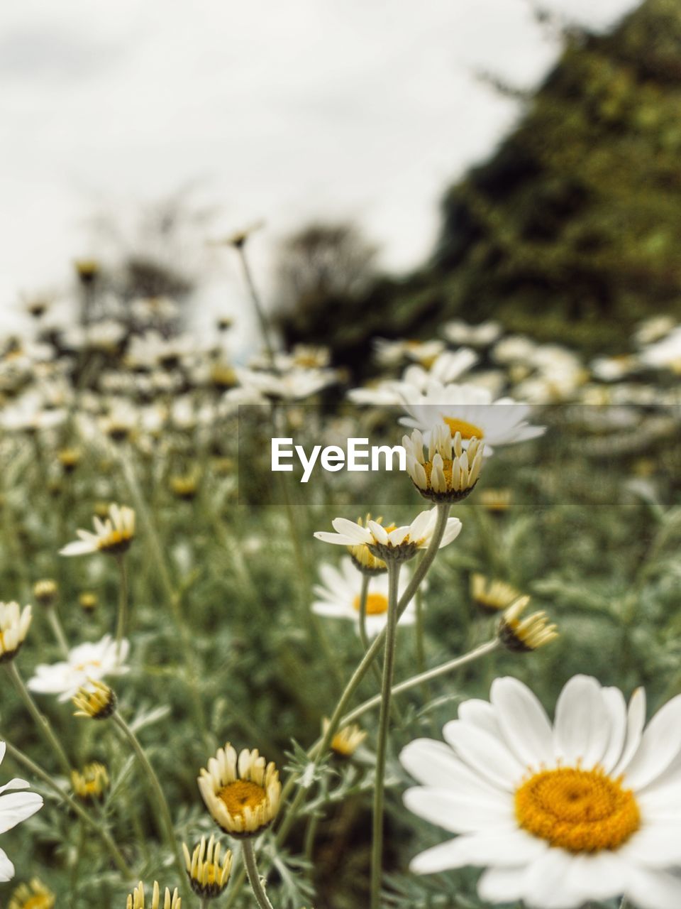 Close-up of flowers blooming on field